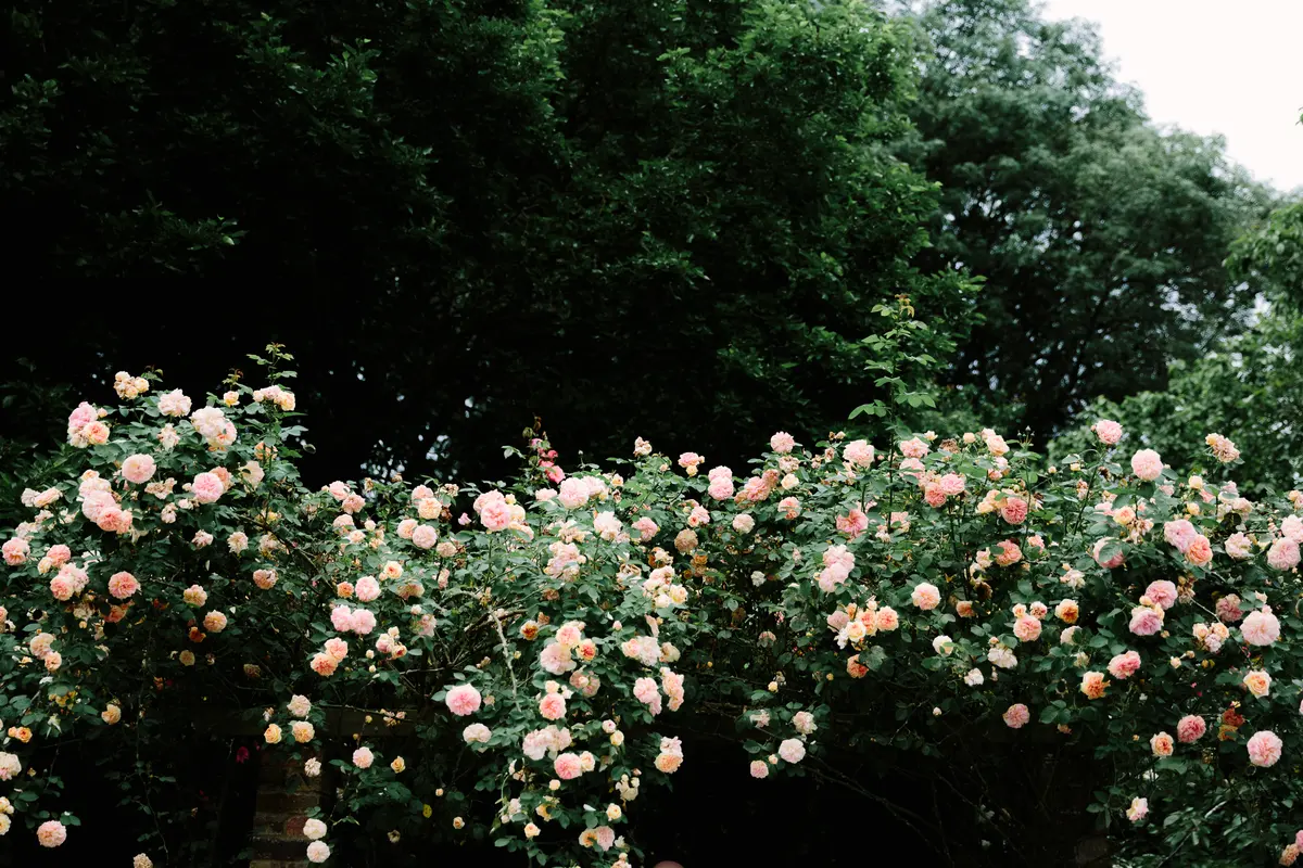 Hedge of pale pink climbing roses in front of tall dark green trees