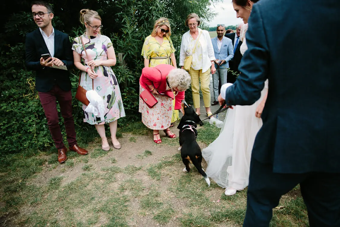 Guests watching as an older woman bends to greet a black dog on a lead beside the bride